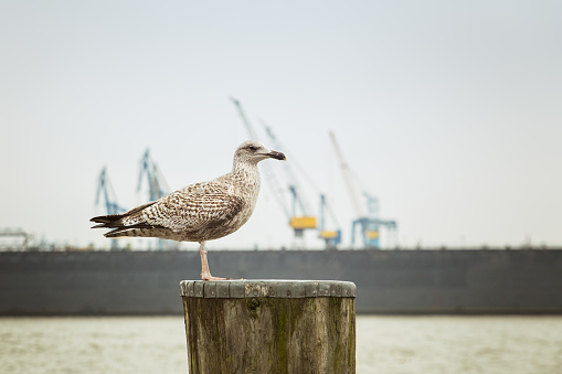 Seagull & Hamburg