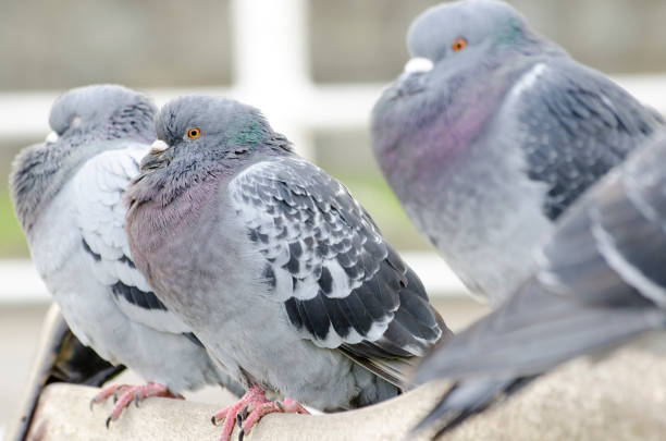 istock Close-up of pigeons resting close together. 643178180