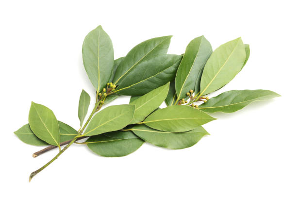istock Sprig of laurel on a white background 643179438