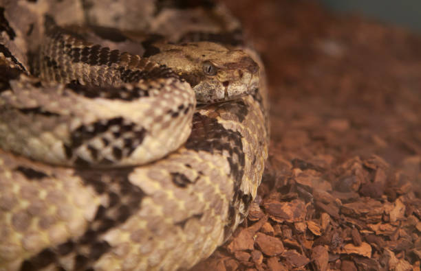 istock Canebrake Rattlesnake 643182494