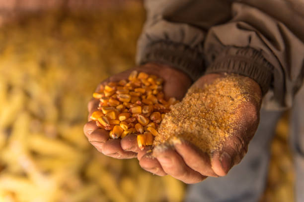 istock Eastern Europe: Lifestyle-Farmer Holding Seed Corn In Hands 643182866