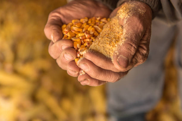 istock Eastern Europe: Lifestyle-Farmer Holding Seed Corn In Hands 643182870