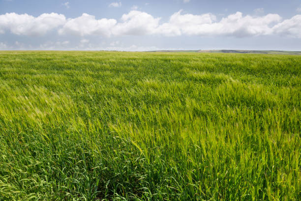 светлое травянистое поле с белыми пушистыми облаками - prairie wide landscape sky стоковые фото и изображения