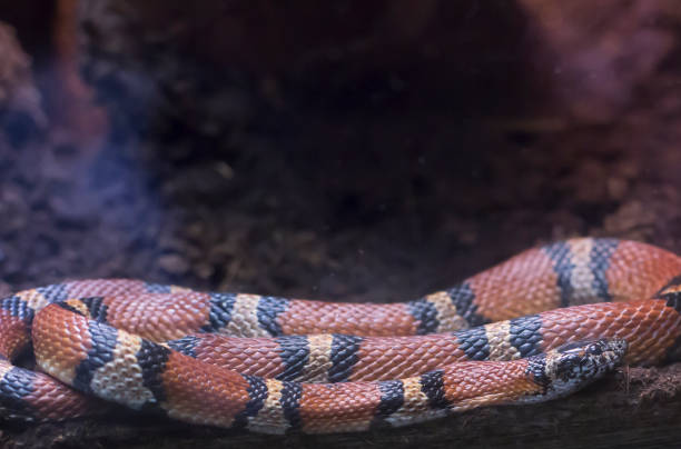 serpiente de leche - coral snake fotografías e imágenes de stock