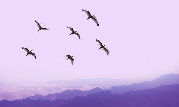 istock Flying birds over purple background landscape 643193080