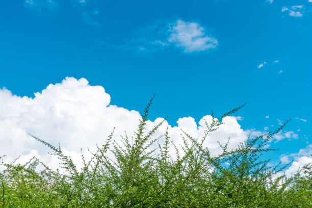 White popinac, Lead tree leaves with branches on sky background