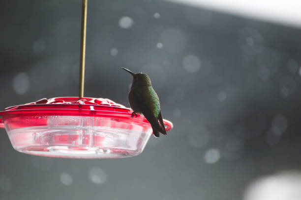 istock Hummingbird on clear plastic bird feeder in wet weather 643193826