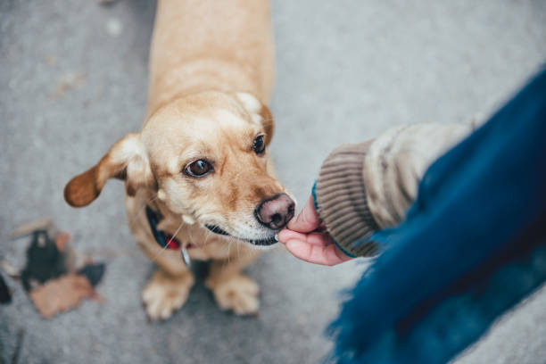 istock Woman feeding a dog 643193860