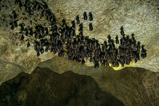 A group of bats hanging on a ceve's ceiling