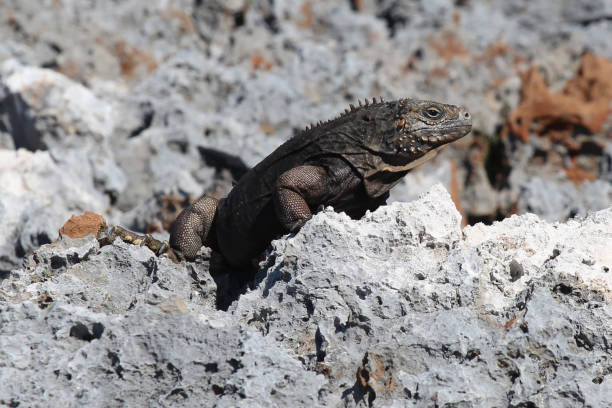 istock Cuba: Travel, iguana, rocky landscape 643194402