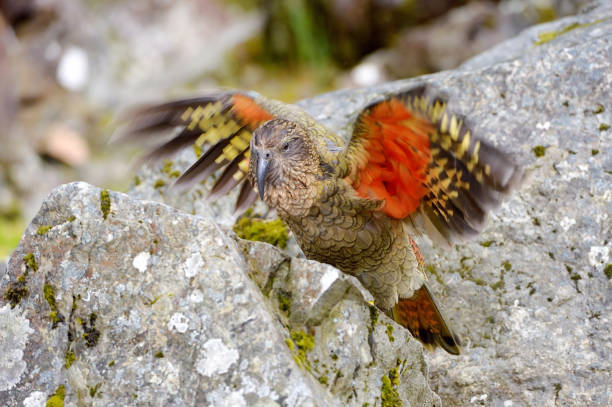 istock New Zealand Kea 643196548