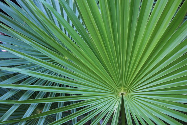 istock Cuba: Travel, vegetation, fanplant 643196616