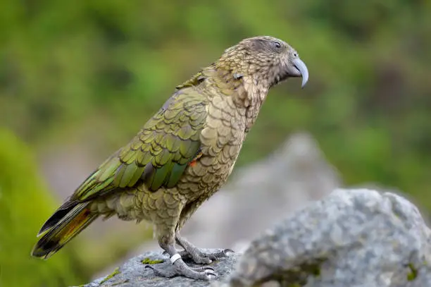 The kea is a large species of parrot of the family Strigopidae found in forested and alpine regions of the South Island of New Zealand.