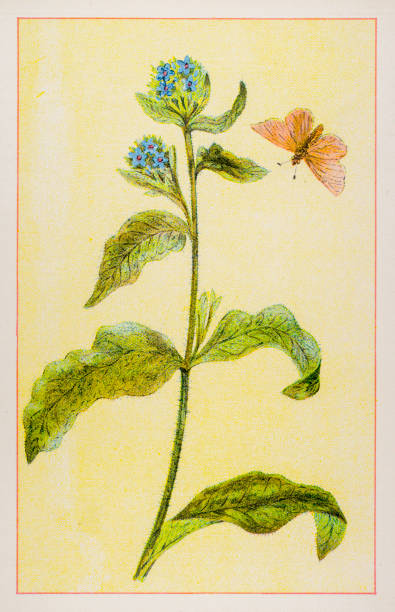 Small bugloss Small bugloss - 1894 watercolour frangula alnus stock illustrations
