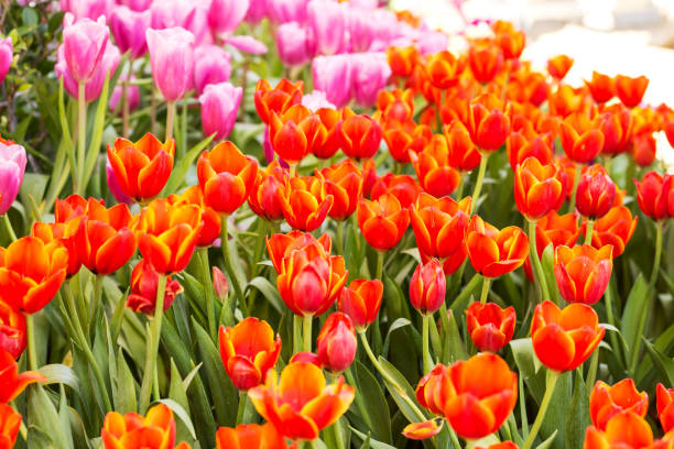 istock Tulip. Beautiful colorful tulips 643207956
