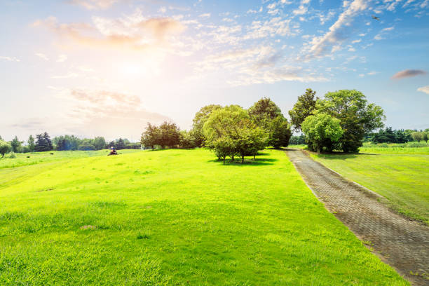 field of green grass and blue sky in summer day