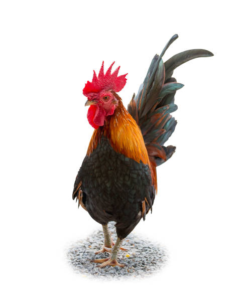 istock portrait of bantam chicken isolated on white background 643211746