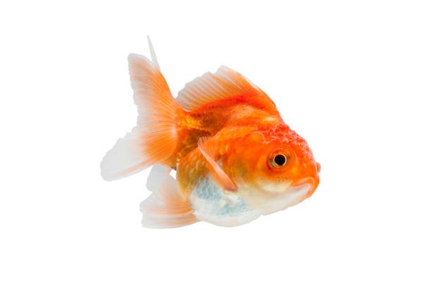 istock goldfish isolated on white background. 643211760