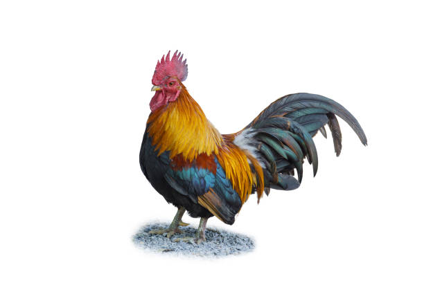 istock portrait of bantam chicken isolated on white background 643211782