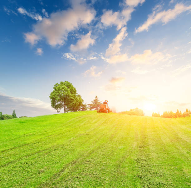 istock Green meadow field at sunset 643212616