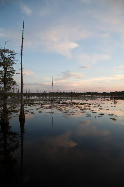 istock Beautiful Swamp 643212776