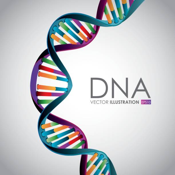 DNA design, vector illustration DNA design over white background,vector illustration. dna spiral stock illustrations