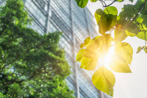 istock modern office building with green fresh leaves 643218714