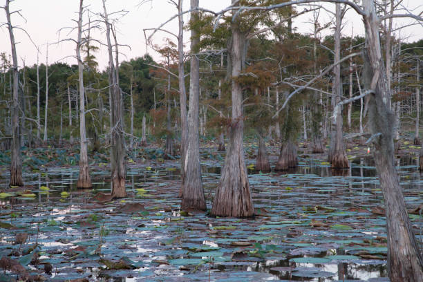 Swamp Beautiful swamp overgrown with lily pads and trees mississippi delta stock pictures, royalty-free photos & images