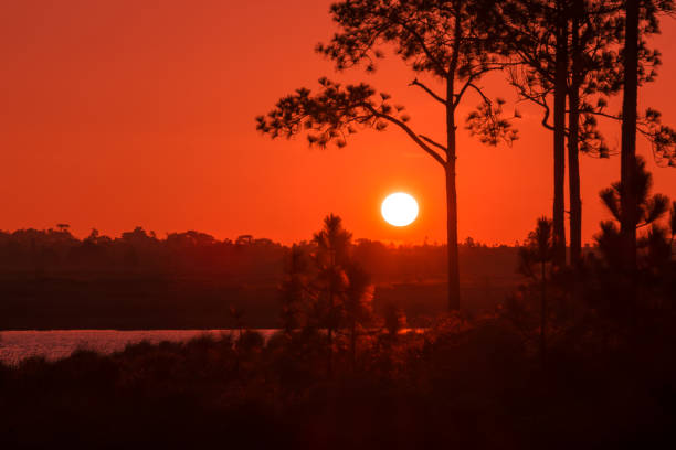 istock Silhouette of a tree in the sunset. 643221142