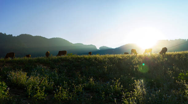 Sunset scene with cows eating grass on meadow