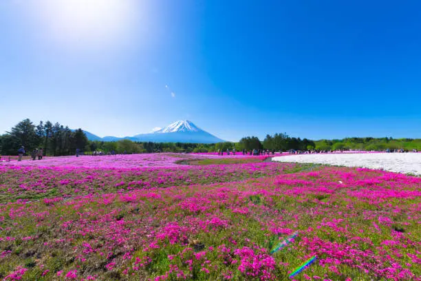 Filmed in Mount Fuji and Moss Phlox Flowers,Spring Landscape,in Yamanashi,Japan.