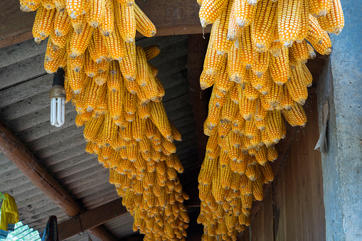 Dried corns is hanged on the roof of ethnic minority's house in Mu cang chai, Vietnam