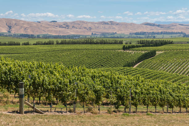 istock rows of grapevine growing on hills 643237824