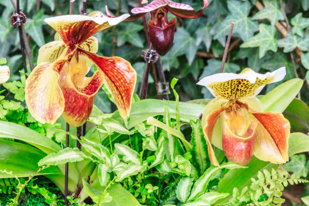 istock Paphiopedilum orchid bloom in the park 643237888