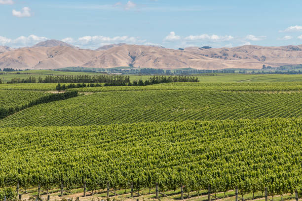 istock New Zealand vineyards in summertime 643237924