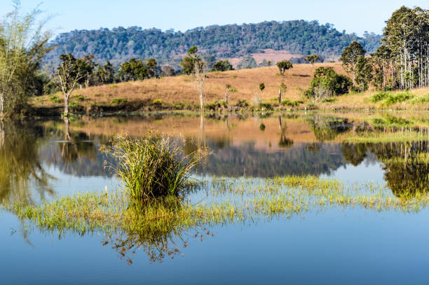 istock Reeds in the swamp 643238014