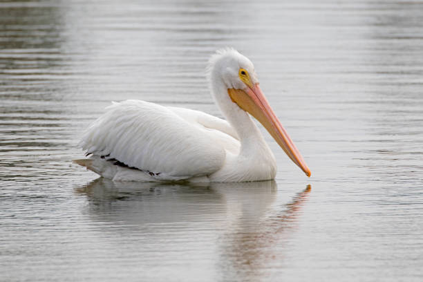 Close-up of a pelican