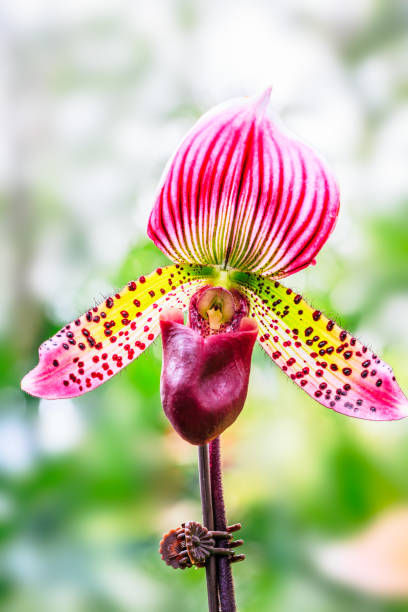 istock Paphiopedilum orchid bloom in the park 643238416