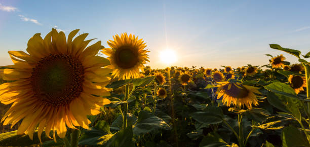 istock Sunflowers in rural field, profiled on bright sun light 643250760