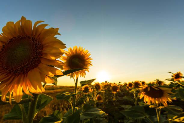 istock Sunflowers in rural field, profiled on bright sun light 643250922
