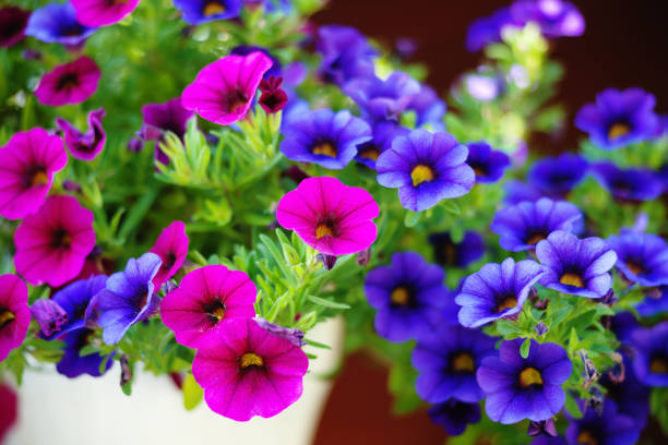 istock Solourful petunia flowers 643250946