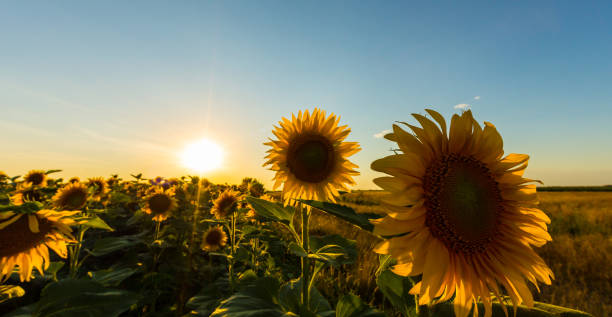 istock Sunflowers in rural field, profiled on bright sun light 643251216