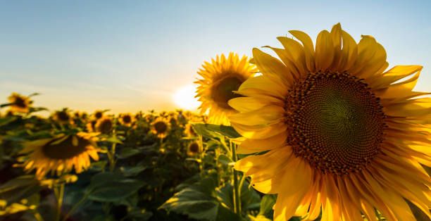 istock Sunflowers in rural field, profiled on bright sun light 643251360
