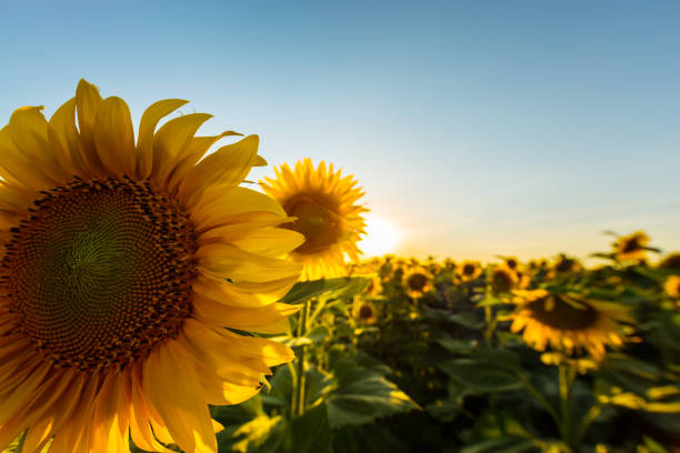 istock Sunflowers in rural field, profiled on bright sun light 643253860