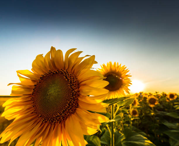 istock Sunflowers in rural field, profiled on bright sun light 643253866