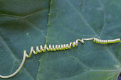 selektiv-fokussierte-ranke-von-efeu-gourd.jpg?b=1&s=170x170&k=20&c=O66Cvz4oMJpKVE9YD7rrUlmYPd6ZbW2U_cDYwO8OAX4=