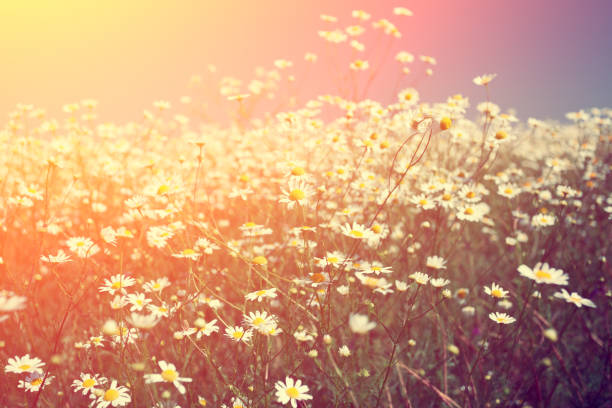 istock Vintage wild chamomile flowers. Blossoming meadow at sunset light 643255164