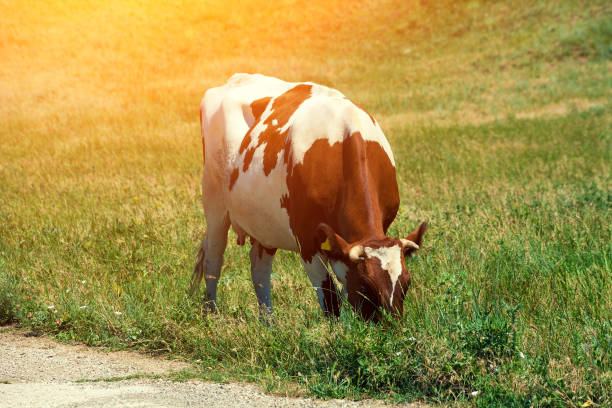 istock Cow grazing on a green field 643255270