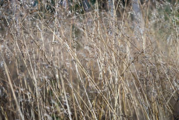istock stalks of the blossoming grass 643255910