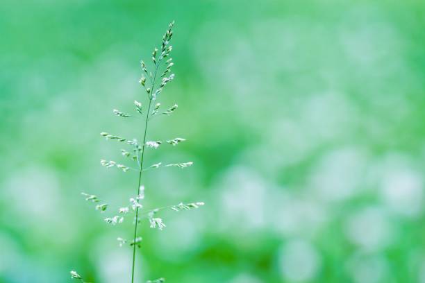 istock lonely blossoming blade on an indistinct background 643256006